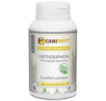 Orthosiphon Caniphyt Chiens Chats