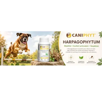 Harpagophytum Caniphyt - Chiens/Chats