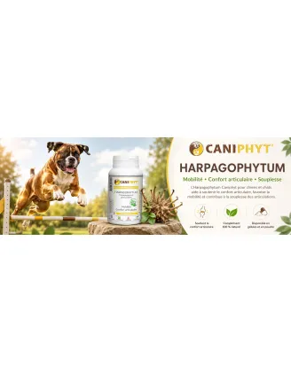 Harpagophytum Caniphyt - Chiens/Chats bienfaits