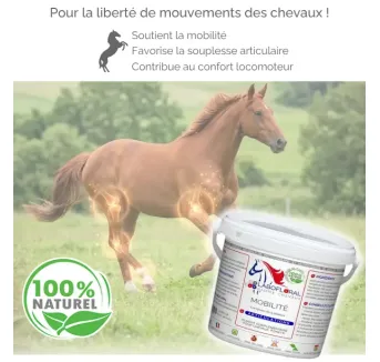 Complexe Mobilité Labofloral - Chevaux