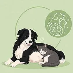 Complément naturel gestation chien et chat
