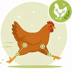 Articulations poules et volailles | Mobilité naturelle | Labofloral