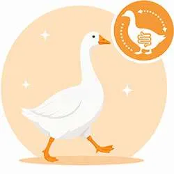 Digestion poules et volailles | Confort digestif naturel | Labofloral