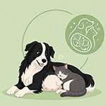 Gestation & lactation